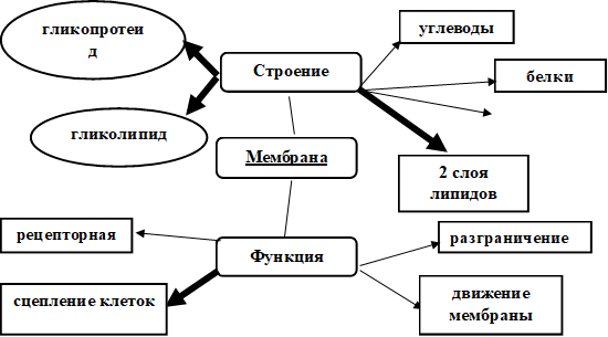 углеводы,гликопротеид,Строение,белки,Мембрана,гликолипид,2 слоя липидов,Функция,рецепторная,разграничение,движение мембраны,сцепление клеток